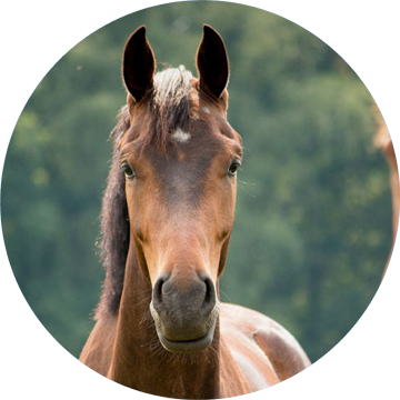 foto paard